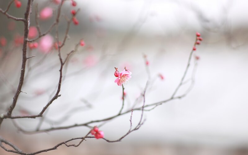 Pink Plum Blossom — Serene, Spring, Photograph, Branch