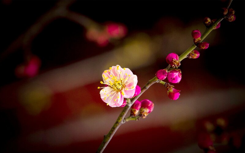 Pink Plum Blossom — Serene, Spring, Photograph, Bud
