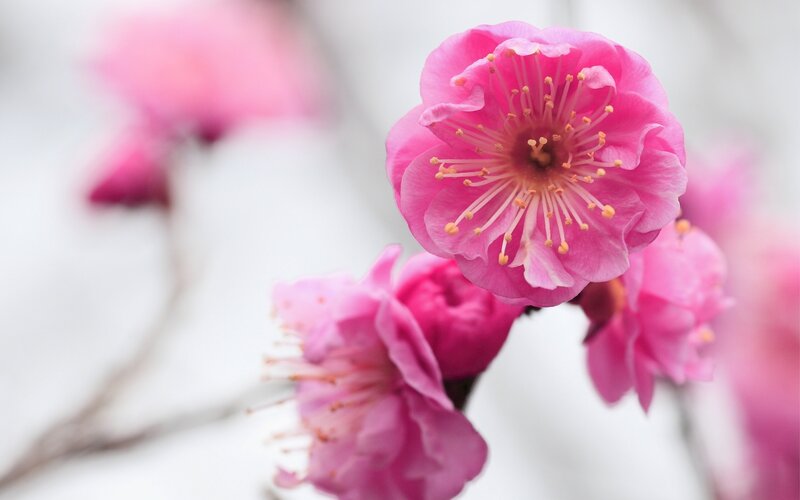 Pink Plum Blossom — Serene, Spring, Photograph, Flower, Branch, Bloom
