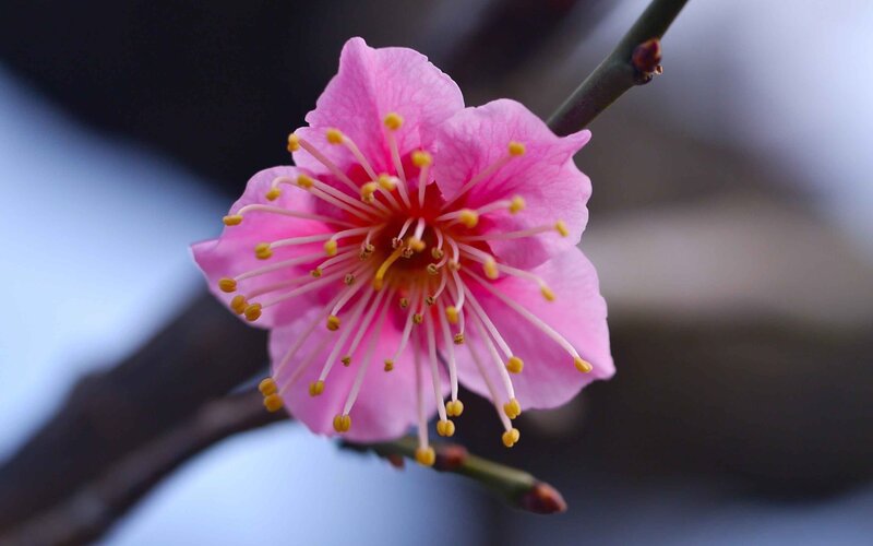 Pink Plum Blossom — Serene, Spring, Photograph, Flower, Branch, Buds