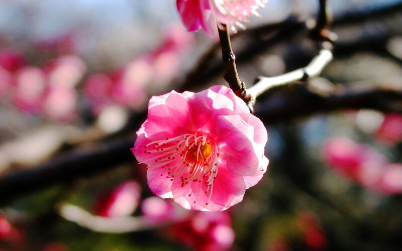 Pink Plum Blossom — Serene, Spring, Photograph, Flower, Branch, Sunlight