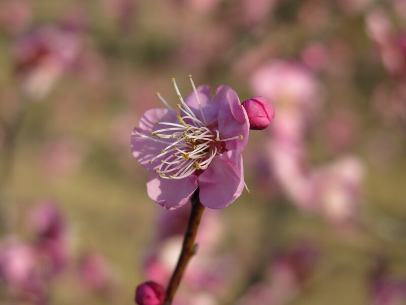 Pink Plum Blossom — Serene, Spring, Photograph, Flower, Bud, Branch