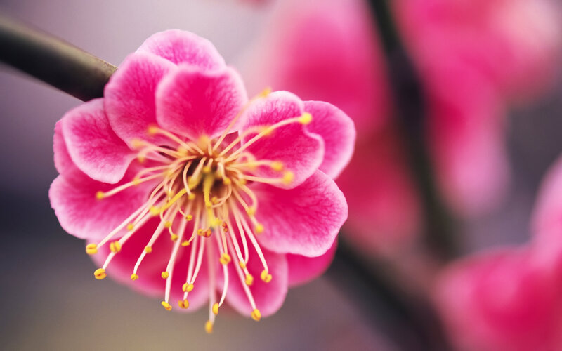 Pink Plum Blossom — Serene, Spring, Photograph, Flower