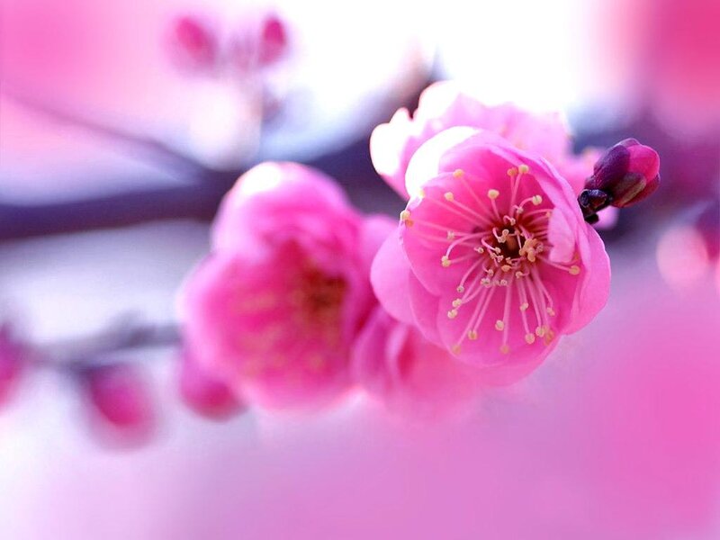 Pink Plum Blossom — Serene, Spring, Photograph