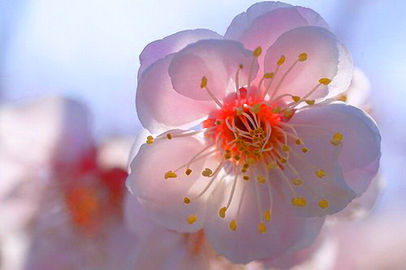 Pink Plum Blossom — Serene, Spring