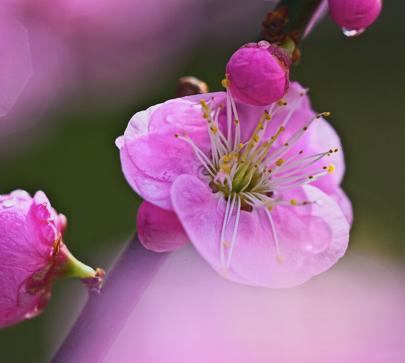 Pink Plum Blossom — Serene
