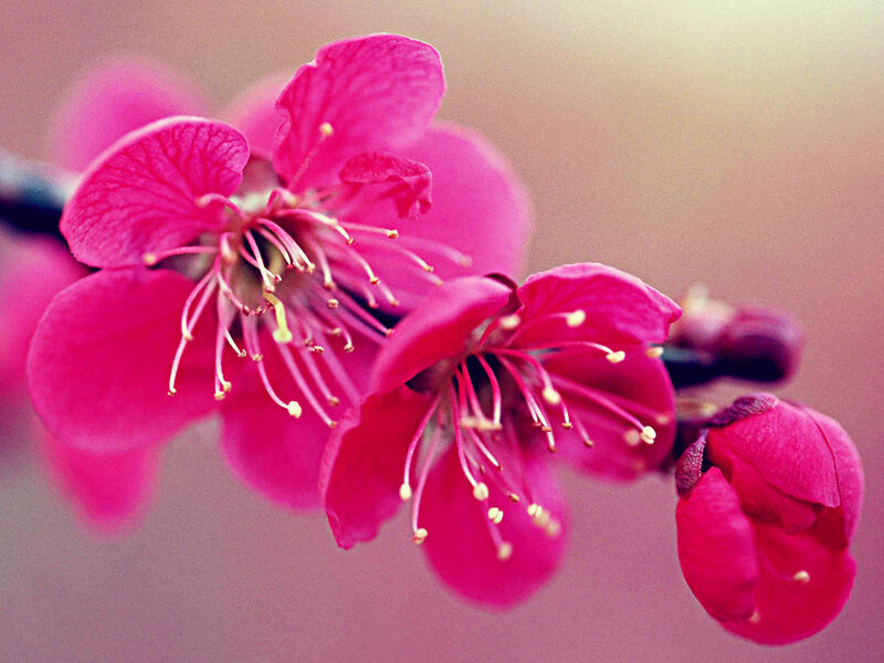 Pink Plum Blossoms — Calm