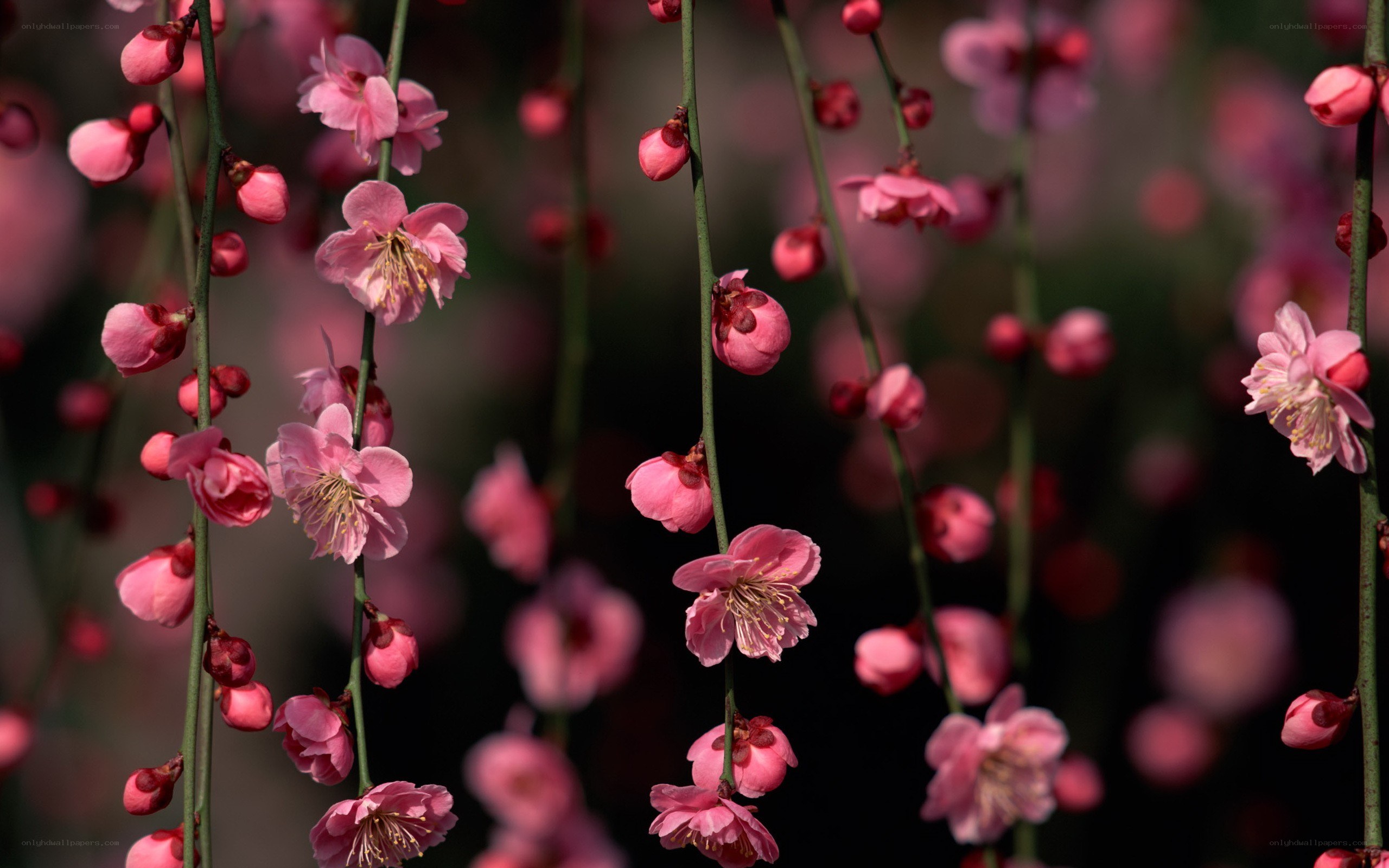 Pink plum blossoms in bloom