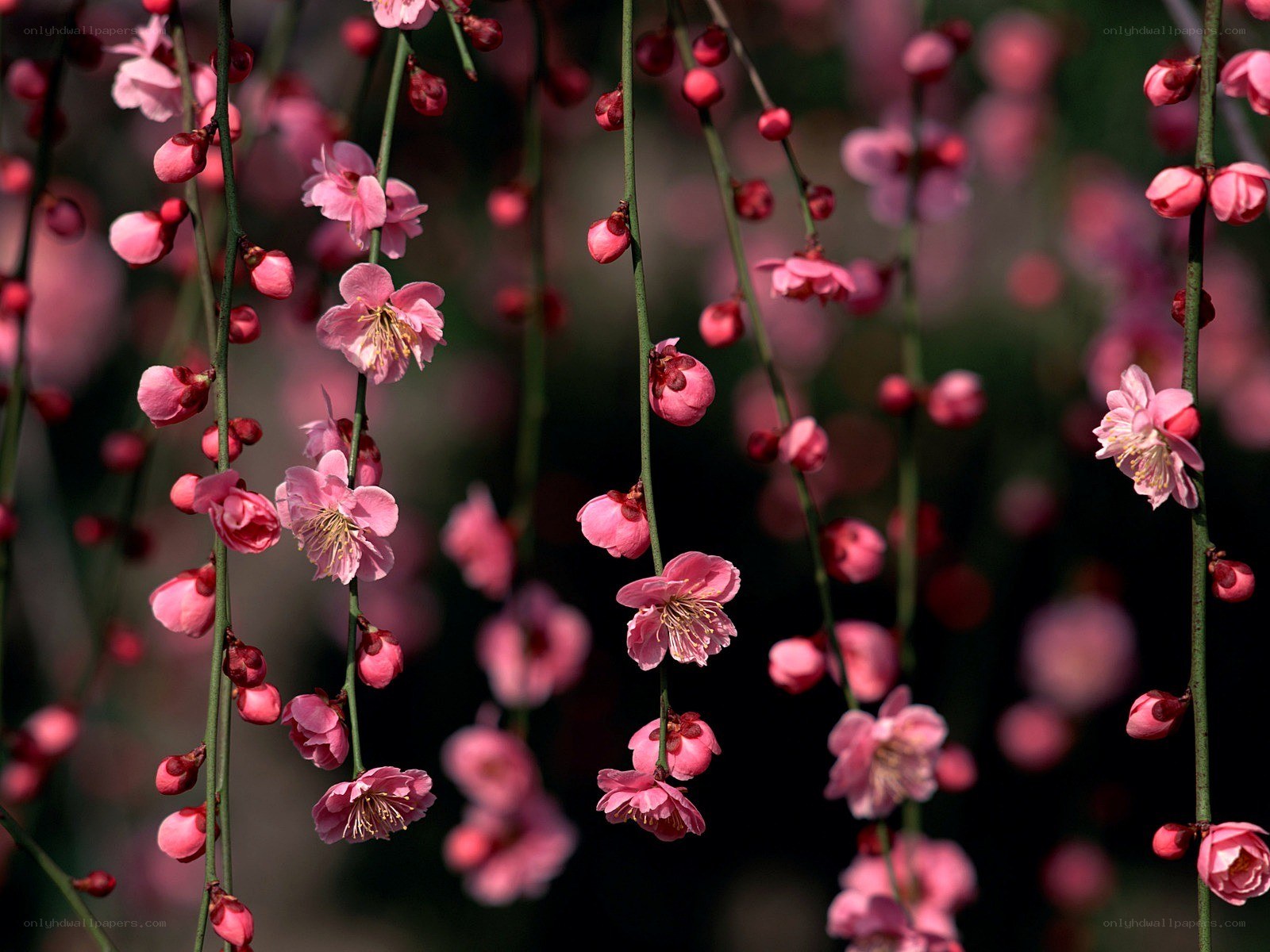 Pink plum blossoms in bloom
