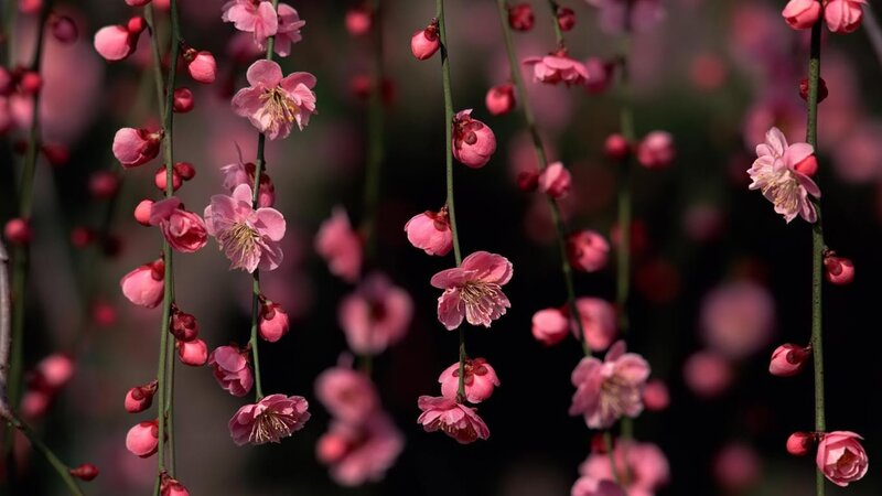 Pink plum blossoms in bloom