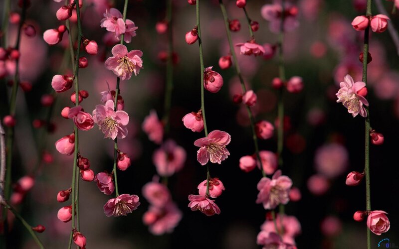 Pink plum blossoms in bloom