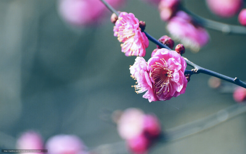 Pink plum blossoms in bloom