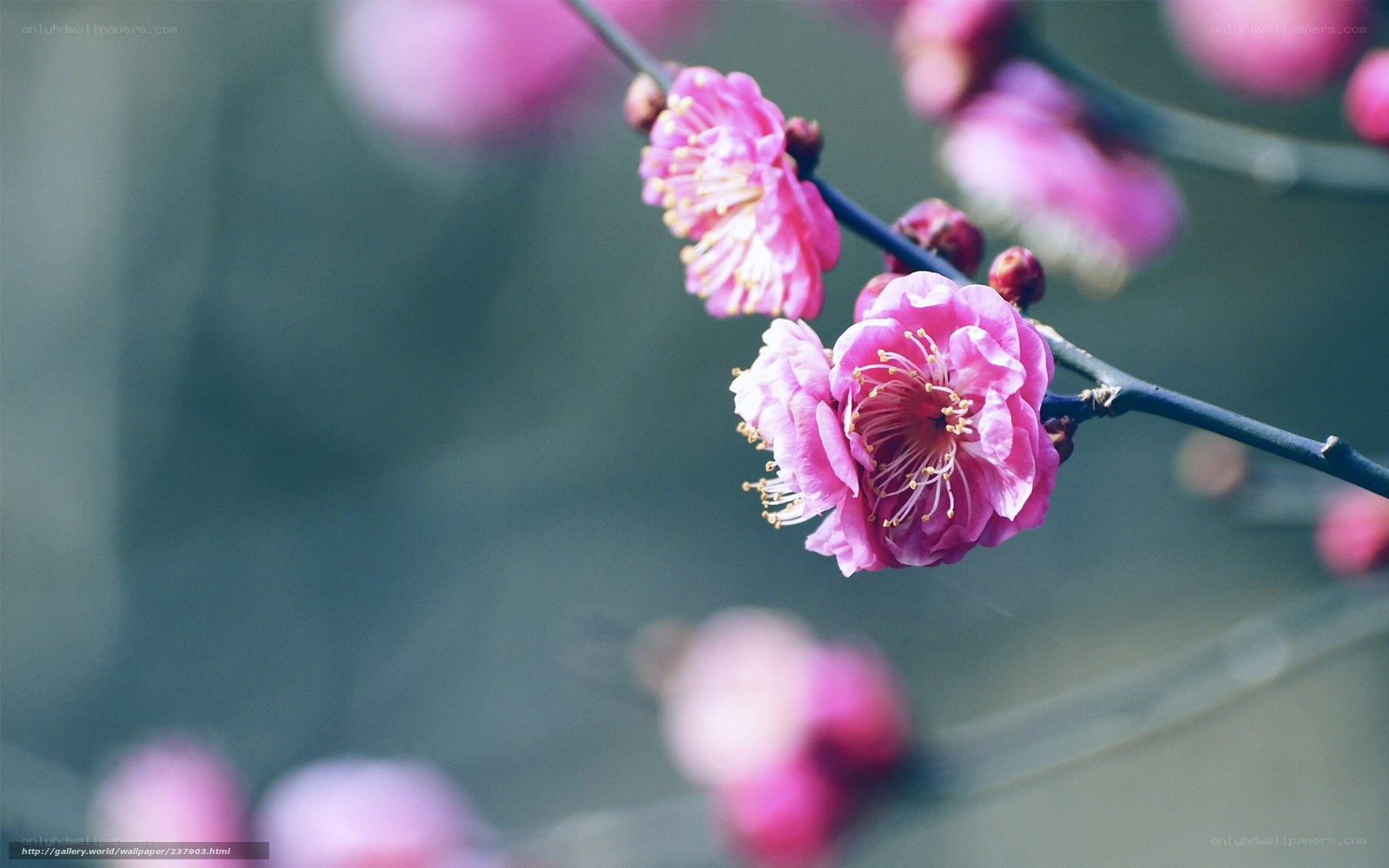 Pink plum blossoms in bloom