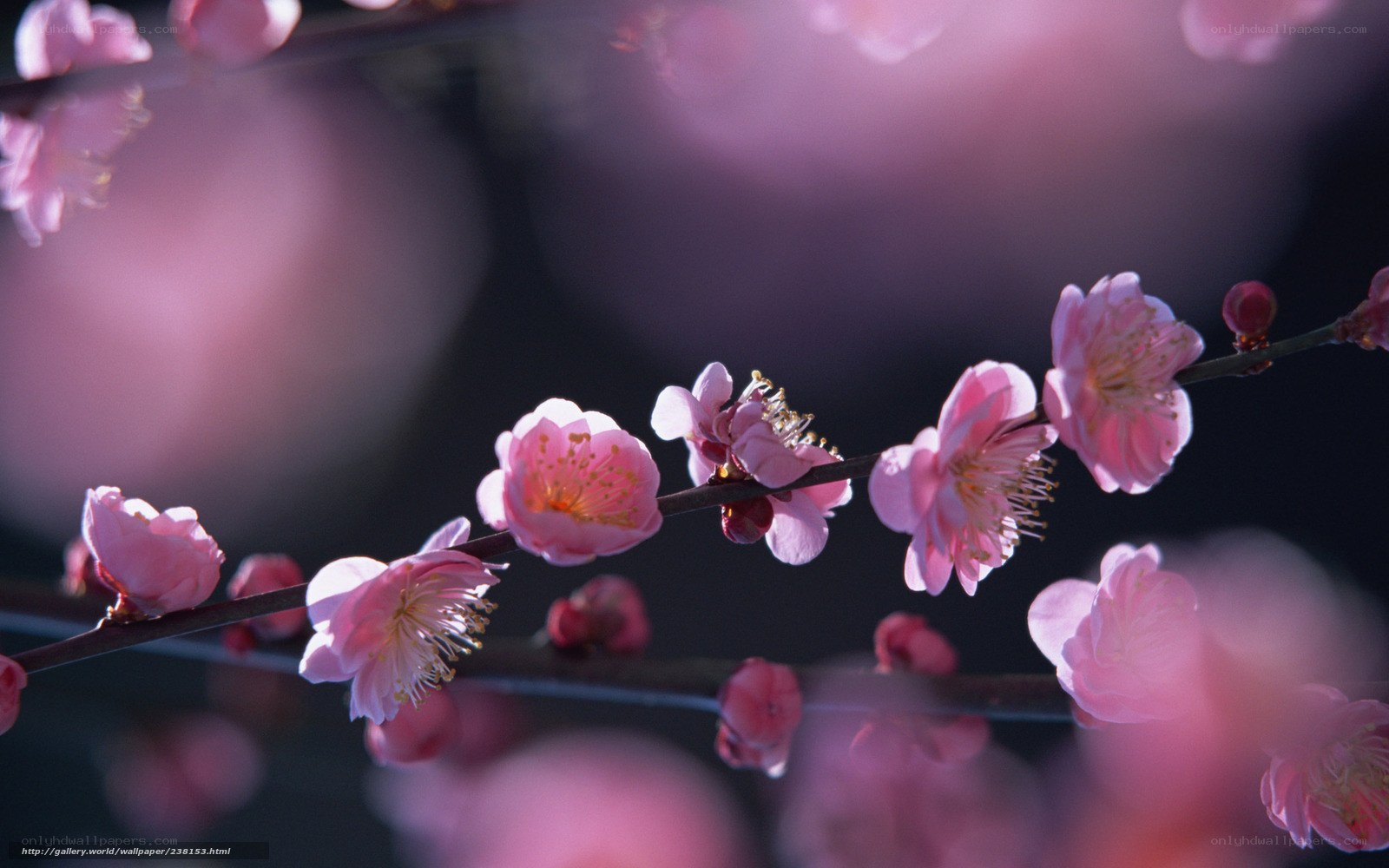 Pink plum blossoms in bloom