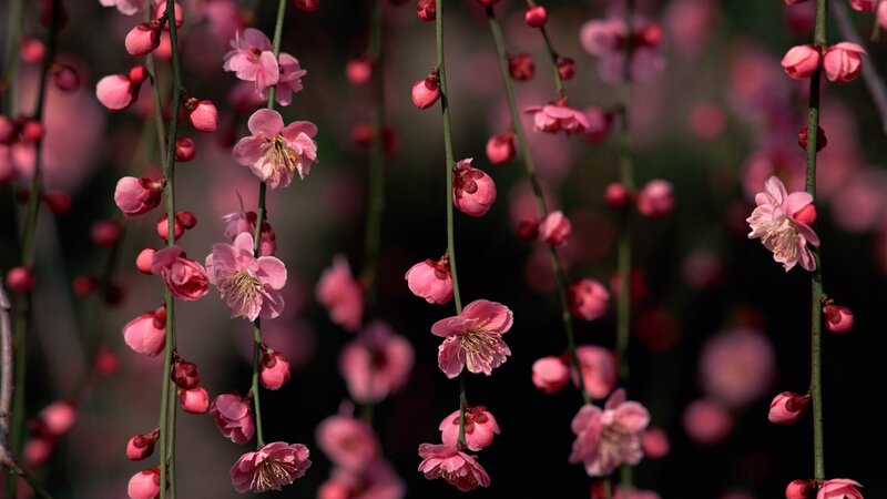 Pink plum blossoms in bloom