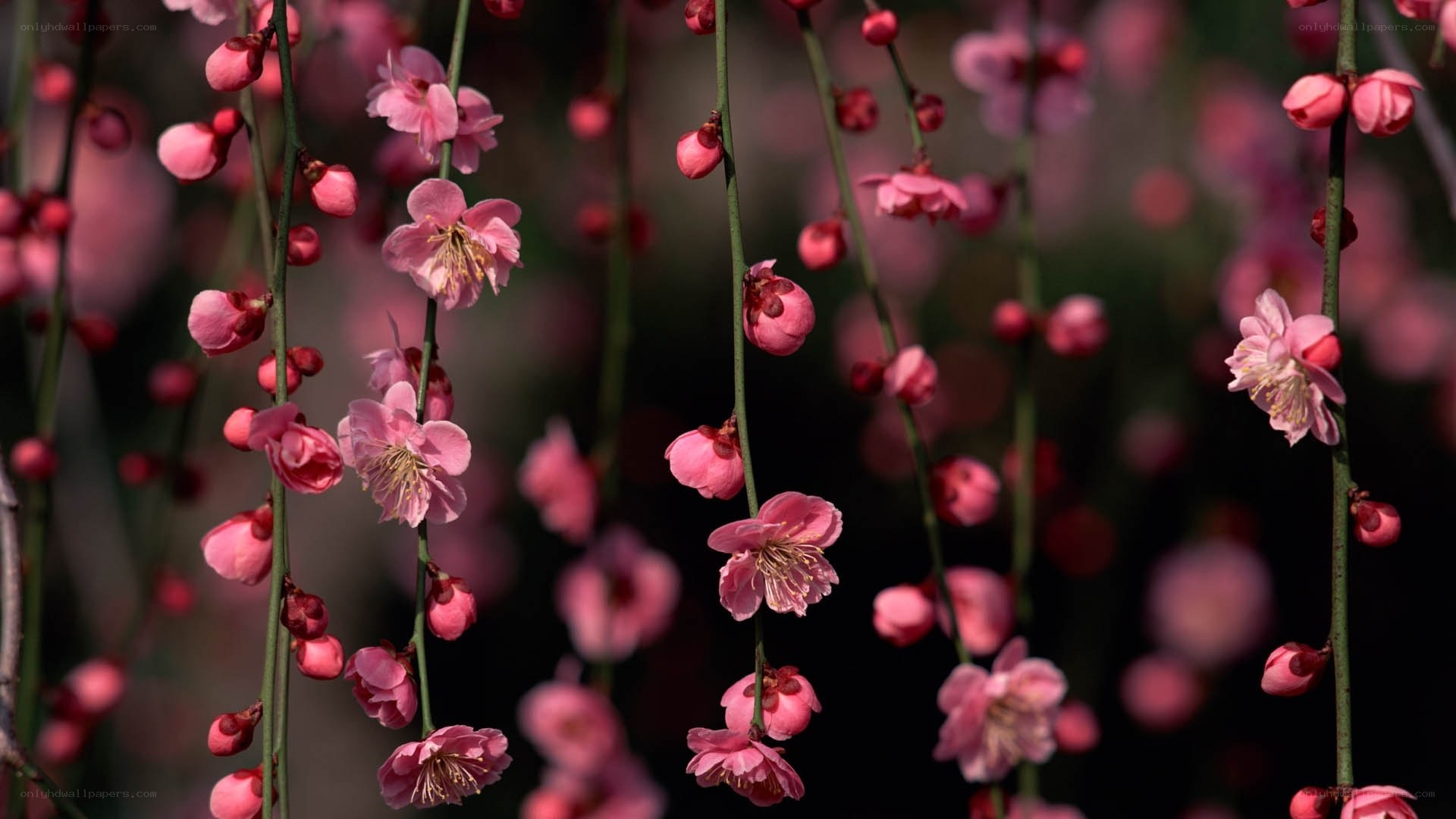 Pink plum blossoms in bloom
