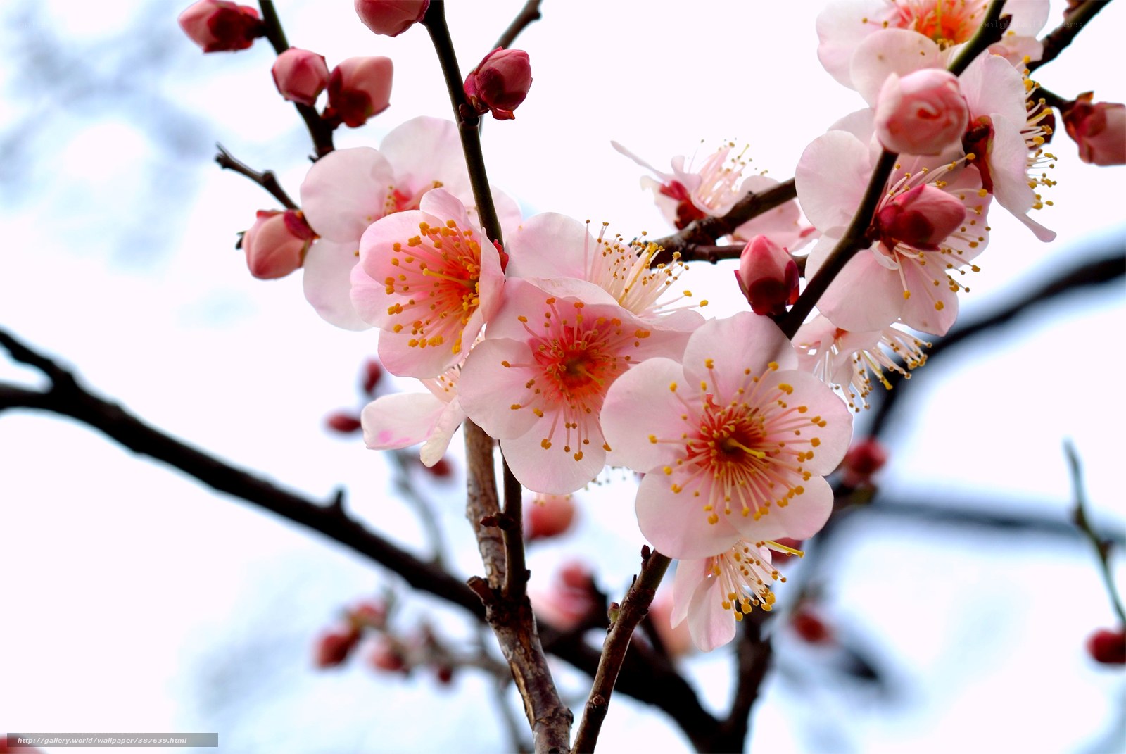 Pink plum blossoms in spring