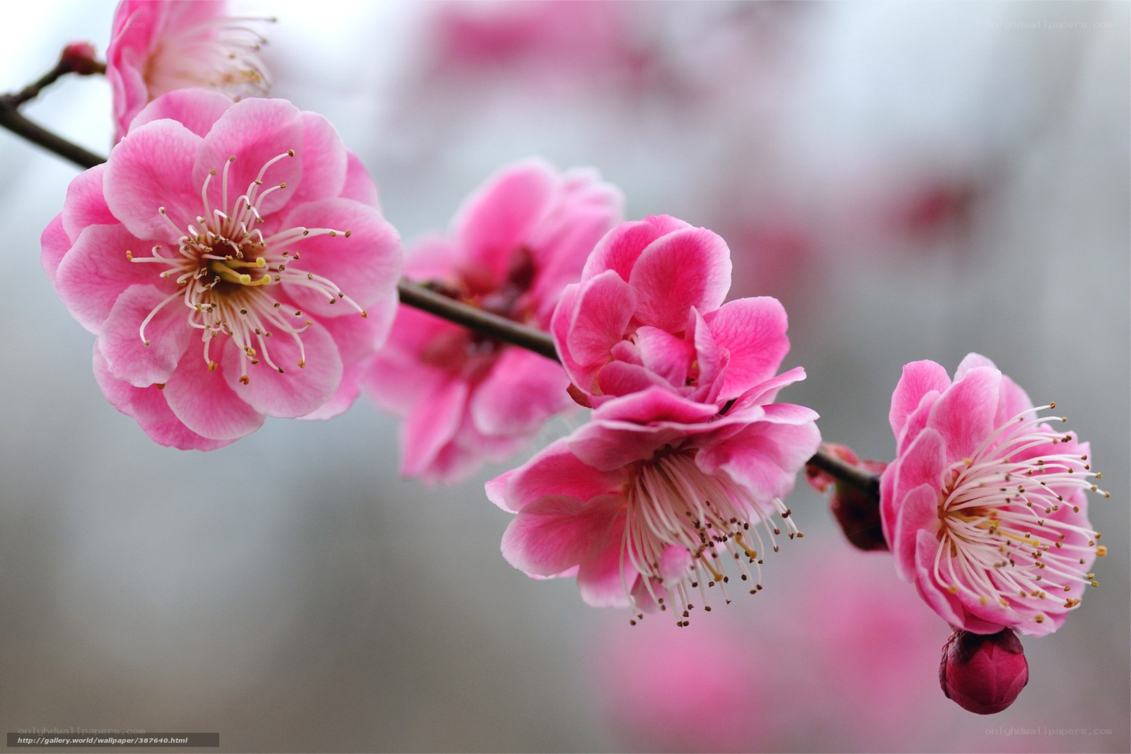 Pink plum blossoms on a branch
