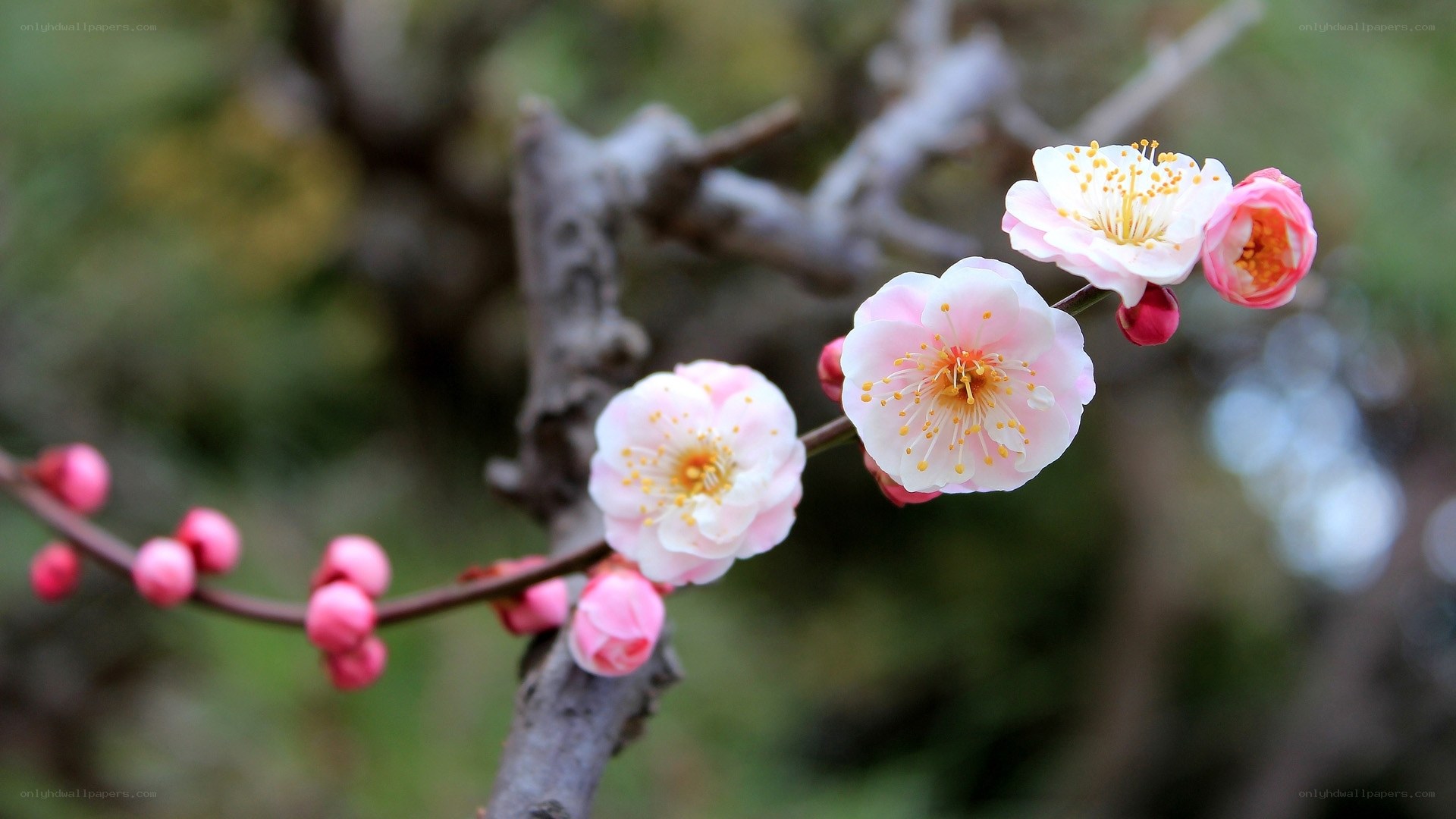 Pink plum blossoms on a branch