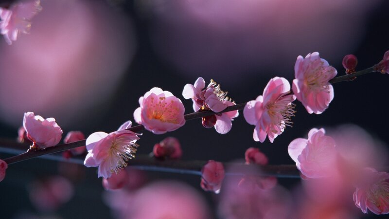 Pink plum blossoms on a branch
