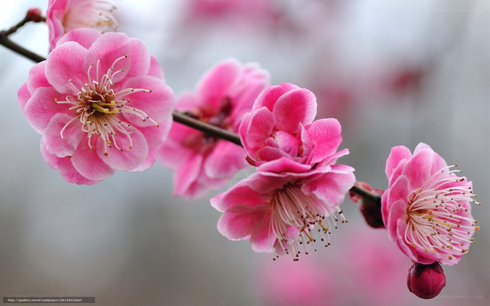 Pink plum blossoms on a branch