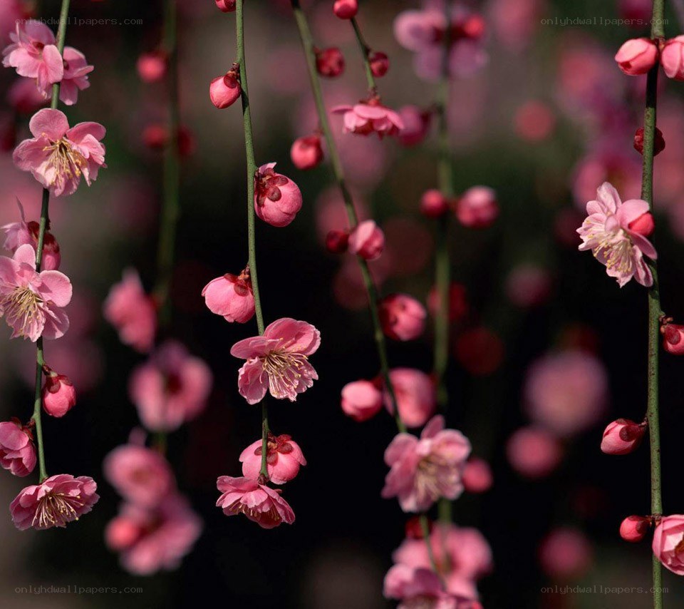 Pink plum blossoms on branches