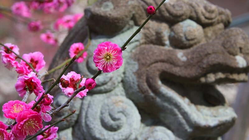 Pink plum blossoms on stone sculpture