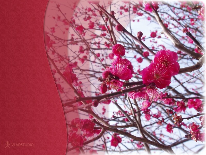 Pink Plum Blossoms — Red, Serene