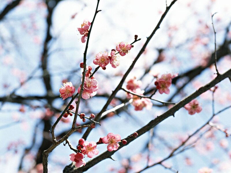 Pink Plum Blossoms — Serene, Sky