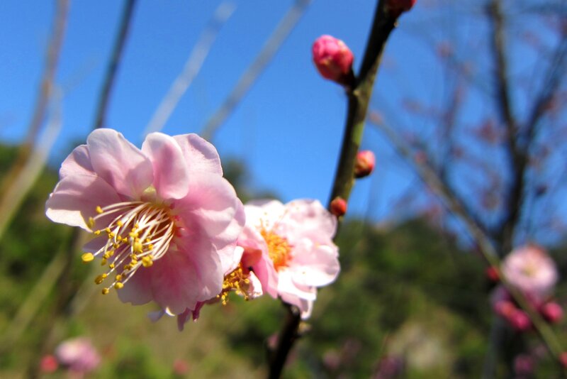 Pink Plum Blossoms — Serene, Spring, Photograph, Blossom