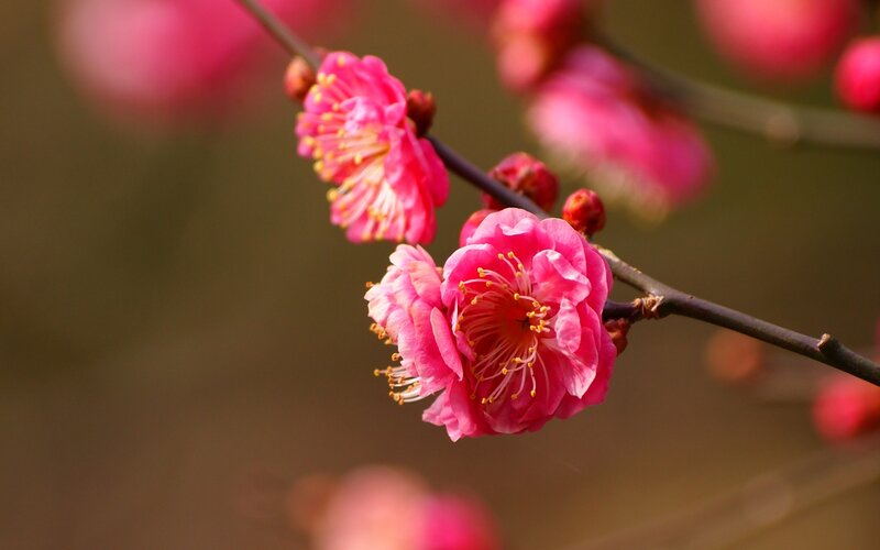 Pink Plum Blossoms — Serene, Spring, Photograph, Branch, Blossom, Bud, Brown