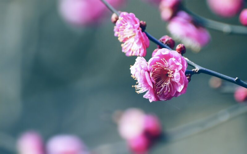 Pink Plum Blossoms — Serene, Spring, Photograph, Branch, Blossom, Bud, Green