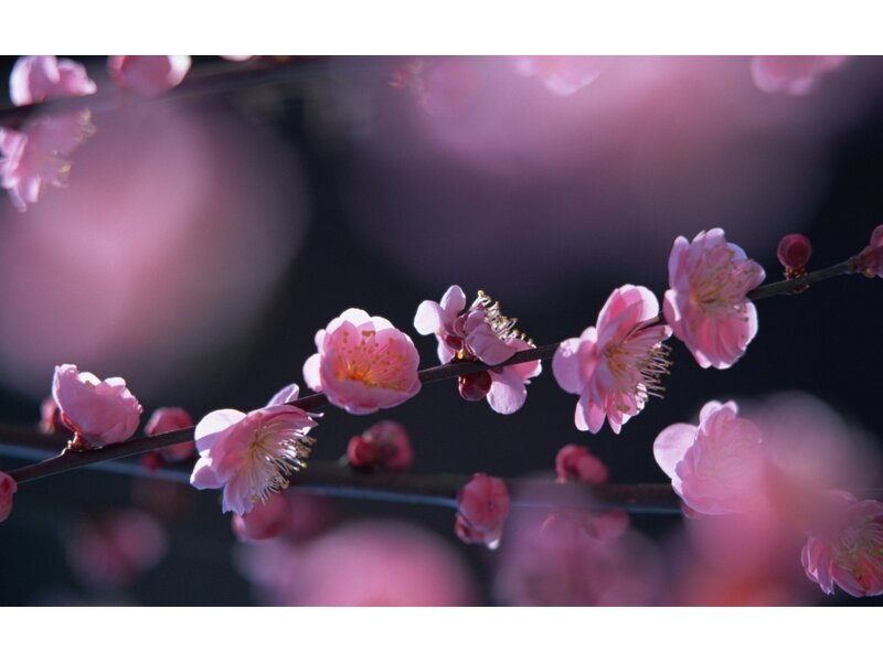 Pink Plum Blossoms — Serene, Spring, Photograph, Branch, Buds