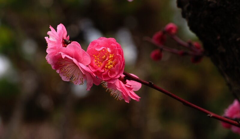 Pink Plum Blossoms — Serene, Spring, Photograph, Branch, Buds, Tree Trunk