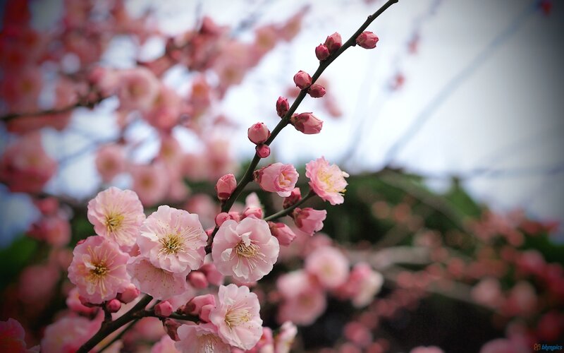 Pink Plum Blossoms — Serene, Spring, Photograph, Branch, Sky