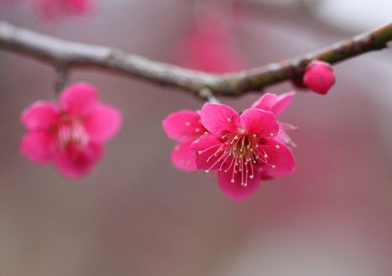 Pink Plum Blossoms — Serene, Spring, Photograph, Branch