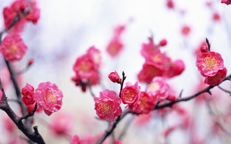 Pink Plum Blossoms — Serene, Spring, Photograph, Branches, Buds
