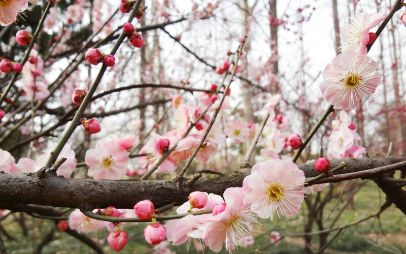 Pink Plum Blossoms — Serene, Spring, Photograph, Branches, Buds, Trees