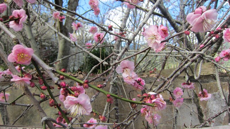 Pink Plum Blossoms — Serene, Spring, Photograph, Branches, Buds, Wall
