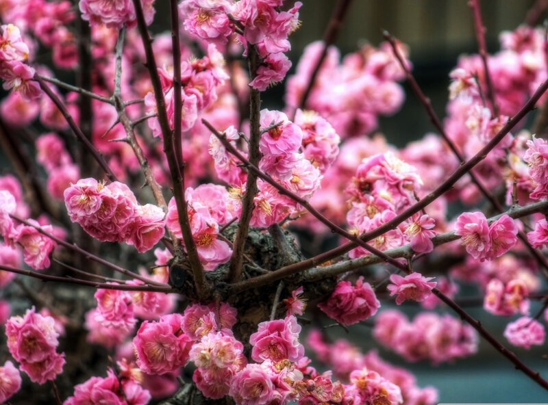 Pink Plum Blossoms — Serene, Spring, Photograph, Branches, Flowers, Bloom