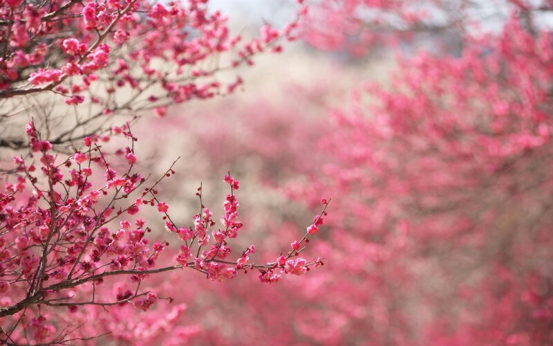 Pink Plum Blossoms — Serene, Spring, Photograph, Branches, Flowers