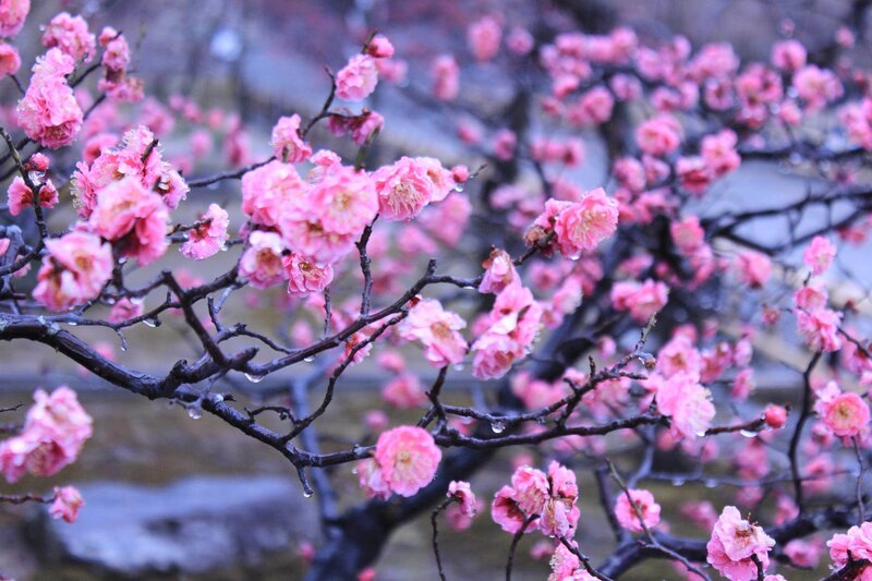 Pink Plum Blossoms — Serene, Spring, Photograph, Branches, Raindrops