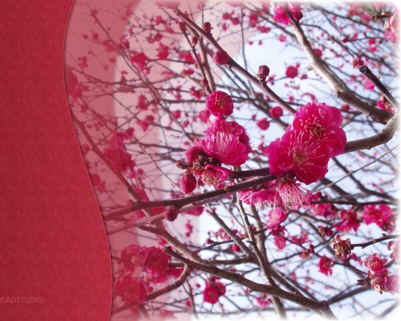 Pink Plum Blossoms — Serene, Spring, Photograph, Branches, Sky