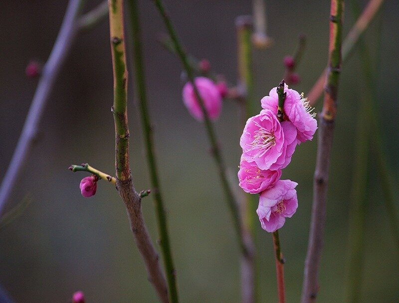 Pink Plum Blossoms — Serene, Spring, Photograph, Branches