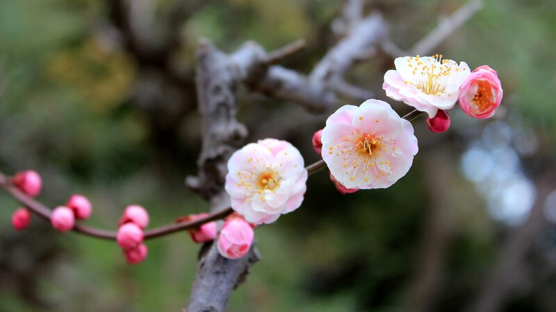 Pink Plum Blossoms — Serene, Spring, Photograph, Bud