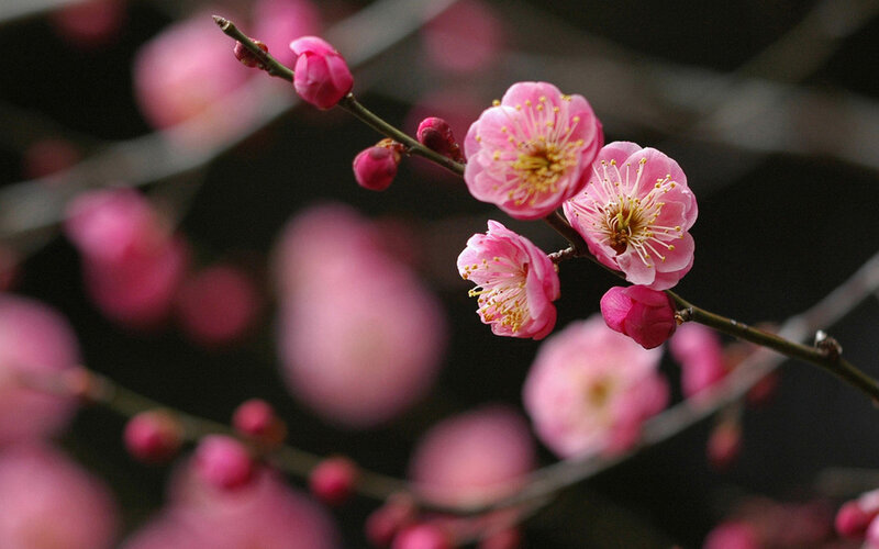 Pink Plum Blossoms — Serene, Spring, Photograph, Buds