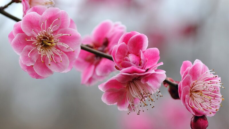 Pink Plum Blossoms — Serene, Spring, Photograph, Flower, Branch, Bloom, White