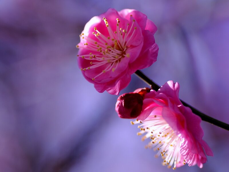 Pink Plum Blossoms — Serene, Spring, Photograph, Flower, Branch, Bud, Purple