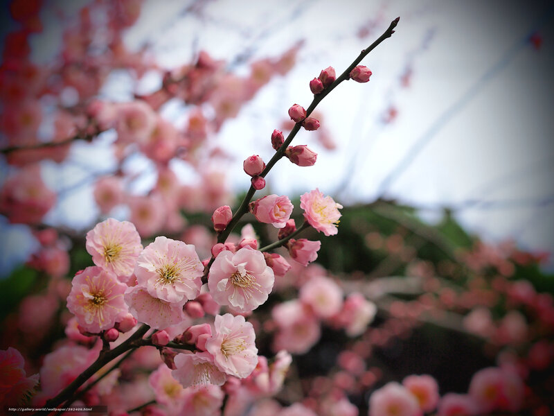 Pink Plum Blossoms — Serene, Spring, Photograph, Flower Buds