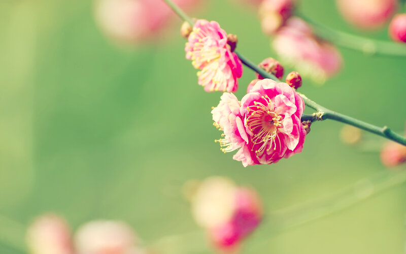 Pink Plum Blossoms — Serene, Spring, Photograph, Flower